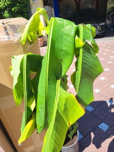 Musa Basjoo winterharte Banane 100-140 cm  winterfest  schnell wachsend  exotische Gartenpflanze  robuste Bananenpflanze Kunden-Foto 4