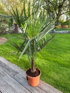 Trachycarpus fortunei Hanfpalme 140-160 cm Höhe Freilandzucht. Frosthart bis -18 Kunden-Foto 13