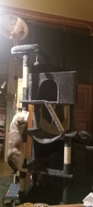 FEANDREA Kratzbaum für Große Katzen, Stabil mit 6 Ruhebereichen und Sisalstämmen, 105 x 45 x 188 cm, Grau Kunden-Foto 6