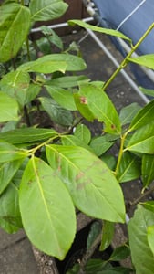 10 Kirschlorbeer- Pflanzen, Prunus laurocerasus Novita, Pflanzenhöhe: 60-80 cm, Heckenpflanzen immergrün und winterhart Kunden-Foto 5