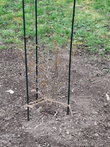 Punica granatum 'Acco', granátové jablko, 2 l kvetináč Fotografia od zákazníka č. 2