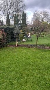 Olivenbaum Olive "Angebot" 150 - 180 cm, beste Qualität, winterhart, Olea Europaea Kunden-Foto 38