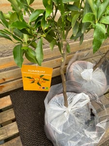 Taliansky limequat Eustis 70–100 cm – Citrus x floridana, mrazuvzdorná citrusová rastlina, jedlé plody, rastlina do kvetináča na terasu alebo balkón Fotografia od zákazníka č. 1