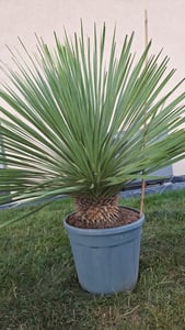 Sunny Tree - Yucca Rostrata Blue Blue - Palme - 100 cm Kunden-Foto 4