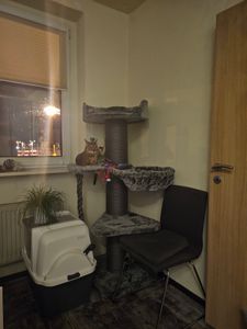 HAPPYPET Premium Kratzbaum Grosse Katzen Stabil 'Freddy' – 150 cm Großer Katzenbaum, Kletterbaum für Maine Coon, 20 cm Dicke Stämme - creme Kunden-Foto 9