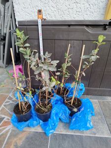 Sibirische Blaubeere 60 cm – Honigbeere (Lonicera caerulea kamtschatica) winterhart, essbare Beeren, Beerenstrauch für Garten & Balkon Kunden-Foto 1
