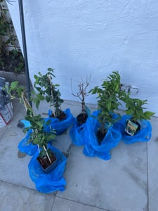 Lonicera heckrottii Goldflame: 60–80 cm – Caprifoglio profumato, pianta rampicante resistente al freddo con fiori rosso-gialli, ideale per giardino e balcone Foto del cliente 1