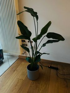 [Palmenlager] XL Strelitzia nicolai - Paradiesvogelblume - 140 cm - 3er Tuff / Baumstrelitzia / mediterrane Pflanze Kunden-Foto 3