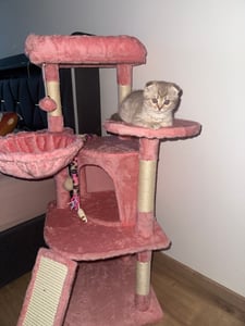 Yaheetech Kratzbaum Kleine Katzenbaum Katzenkratzbaum mit Katzenhöhle Kratzbrett Stabil Katzenhaus für Katzen, Dunkelgrau Kunden-Foto 2
