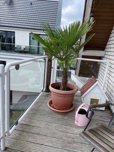 XXL Palme Stammhöhe 40-50 cm winterhart 160-180 cm Trachycarpus fortunei, Hanfpalme, Kunden-Foto 26