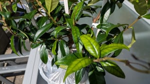 Sternjasmin 60 cm weiss duftend Kunden-Foto 2