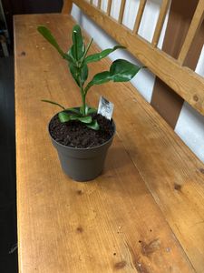 BALDUR Garten 1x Kaffir-Limette, Pflanze im 12 cm-Topf, Citrus hystrix, Kaffernlimette, mehrjährig - frostfrei halten, trockenresistent, pflegeleicht, Wasserbedarf gering, blühend Kunden-Foto 1