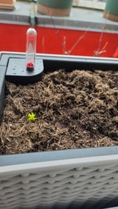Kapuzinerkresse Rankende Mischung Samen - Tropaeolum majus - Kapuzinerkressesamen - Blumensamen - Saatgut für 15 Pflanzen Kunden-Foto 1