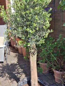Olivenbaum Olive "20 Jahre" beste Qualität, Stammumfang 20 - 30 cm, winterhart, Olea Europaea Kunden-Foto 7
