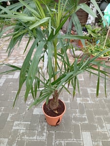 XXL winterharte Palme Hanfpalme 160-220 cm -18 °C Trachycarpus Fortunei Kunden-Foto 12