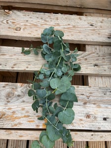 2 Stück Eukalyptus Gunnii - Frostharter und duftender Eucalyptusbaum  30-40 cm Gesamthöhe im Topf bis-10 Grad Kunden-Foto 5
