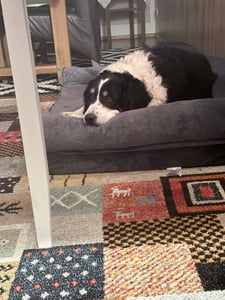 WISFOR Orthopädisch Hundebett Hundesofa Hundecouch Hundekissen große Hunde Schlafplatz, wasserfest waschbar Bezug abnehmbar L: 100x75x19cm Kunden-Foto 10