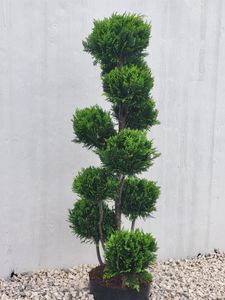 Gartenbonsai – Chamaecyparis lawsoniana ‘Stardust’ – Höhe 150–160 cm inkl. Topf – handgeformte  Scheinzypresse Kunden-Foto 1