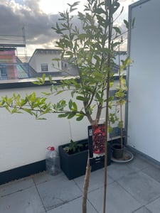 Sunny Tree - Granaatappelboom - Punica granatum - Mollar de Elche. - Plant voor buiten - Boom - 160 cm inclusief pot - Winterhard Klantenfoto 1