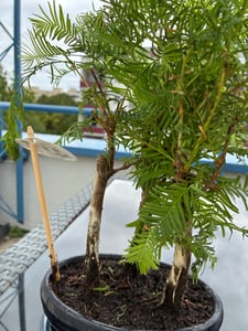 Buitenbonsai, prehistorische mammoetboom (Metasequoia), circa 30 cm – winterhard, gemakkelijk te verzorgen, mini-boom voor tuin, balkon en terras Klantenfoto 1