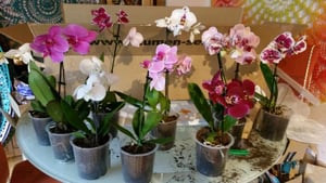 5 Phalaenopsis planten, 40-60 cm hoog, met 1 stengel, bloeiende orchideeën - topkwaliteit orchideeën Klantenfoto 5