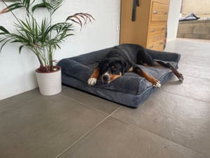 Sofá ortopédico para perros, cama para perros, sofá para perros de gran tamaño, impermeable, funda lavable, desmontable. Talla XXXL: 135x100x33 cm Foto del cliente 8