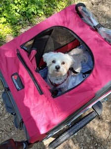 DOGGYHUT® Premium MEDIUM Hundefahrradanhänger & Jogger 2in1 Fahrradanhänger Kunden-Foto 2