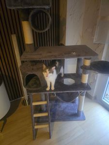 tectake® Kratzbaum Marcel 141 cm inklusive Treppe, Spielkordel und Kippschutz Kunden-Foto 13