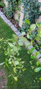 Sunny Tree - Toskanischer Jasmin - Kletterpflanze - 4 pcs - Außenpflanze - Widerstandsfähig bis -18 - Trachelospermum Jasminoides - 160 cm Kunden-Foto 5