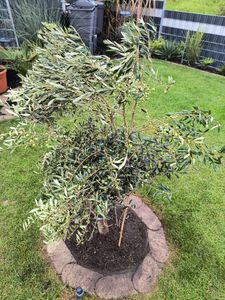 Sunny Tree - Olivenbaum - Olea Europaea in Strauchform - Höhe ca. 80-100 cm inkl. Topf. -  Winterhart bis -18 - Immergrün Kunden-Foto 46