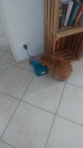 Automatischer Katzenbrunnen Edelstahl 2,5L Trinkbrunnen für Katzen & Hunde Ultraleiser Wasserautomat Haustier-Wasserbrunnen mit LED Aktivkohlefilter Kunden-Foto 1