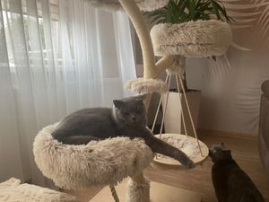 Designerski drapak Fudajo w kształcie gałęzi o wysokości 130 cm, drapak dla kota z pluszu i sizalu, drzewko wspinaczkowe dla kotów, drapak dla kota z wiszącą leżanką Zdjęcie produktu od klienta nr 3