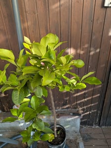 Citrus limon lunario 100-130 cm - Pravý citroník - Čtyřletý citron Fotografie od zákazníka č. 6