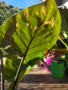 Alocasia „Black Cobra“ – Čierna kobra – Sloní ucho – Šípová list – 14 cm kvetináč Fotografia od zákazníka č. 2
