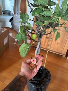 Feigenbaum - hell UND dunkel - in 1 Topf, Obstbaum, winterhart, Ficus Carica, Feige Kunden-Foto 4
