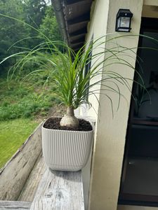 Malá sloní noha – Beaucarnea recurvata – Nolina – pokojová rostlina – květináč 12 cm – kulatý Fotografie od zákazníka č. 1