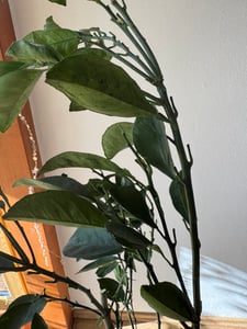 Orangenbaum Citrus sinensis Washington Navel 120–140 cm – süße Saftorangen, winterhart bedingt, Kübelpflanze Terrasse Balkon Garten Kunden-Foto 5