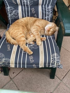 PERFECT FIT Adult 1+ Trockenfutter für Katzen 7 kg Huhn Kunden-Foto 1