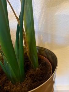 [Palmenlager] XL Strelitzia nicolai - Paradiesvogelblume - 140 cm - 3er Tuff / Baumstrelitzia / mediterrane Pflanze Kunden-Foto 5