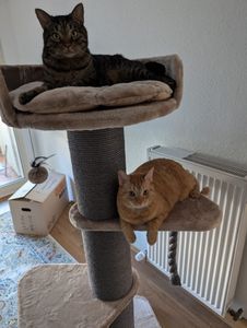 HAPPYPET Premium Kratzbaum Grosse Katzen Stabil 'Freddy' – 150 cm Großer Katzenbaum, Kletterbaum für Maine Coon, 20 cm Dicke Stämme - creme Kunden-Foto 7