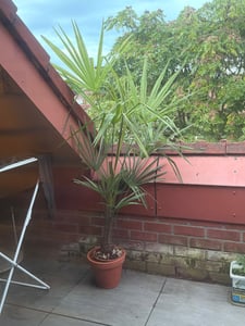 Chinesische Hanfpalme 130–160 cm Trachycarpus fortunei winterharte Fächerpalme für Garten Terrasse und Kübel Kunden-Foto 6