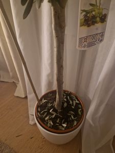 Olivenbaum 