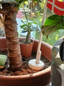 Mini rosa del desierto, Adenium obesum, color sorpresa Foto del cliente 3
