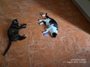 Wasserdichter GPS-Tracker für Katzen mit Echtzeit-Ortung – Verstellbares Halsband mit Android-App-Kompatibilität für Haustier-Sicherheit Kunden-Foto 1