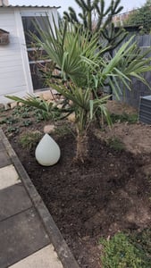 XXL Palme Stammhöhe 40-50 cm winterhart 160-180 cm Trachycarpus fortunei, Hanfpalme, Kunden-Foto 20