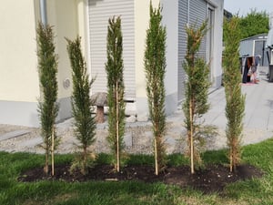 6x Mittelmeerzypresse 160 cm Säulen Toskana Zypressen Zypresse Cupressus Semper. Kunden-Foto 7