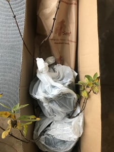 Sibirische Blaubeere Zojka ca. 60 cm – Honigbeere Lonicera caerulea – winterharte Beerenpflanze, süß-aromatische Früchte, robuster Beerenstrauch Kunden-Foto 3