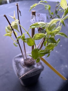 BALDUR Garten 1x Duftender Gartenjasmin 'Pearls of Perfume®', Pflanze im 9x9 cm-Topf, gefüllte Blüten, betörender süßer Duft, winterhart & pflegeleicht, mehrjährig, ideal für Beet & Kübel Kunden-Foto 2