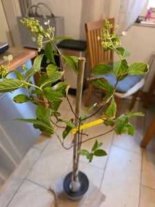 BALDUR Garten 1x Hortensien-Stämmchen 'Grandiflora', Hydragena paniculata , Pflanze im 3-Liter Containertopf, Grandiflora, Zierstämmchen, winterhart, Gartenhortensie, pflegeleicht, blühend Kunden-Foto 3