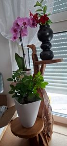 Teak Blumenständer Blumenpodest Pflanzentreppe Ständer Blumenhocker Podest Regal Höhe 80cm Kunden-Foto 3